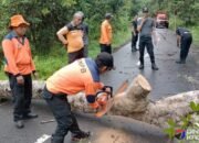 BPBD Barsel Antisipasi Kecelakaan dengan Pemotongan Pohon di Jalan Barito Raya