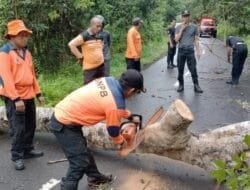 BPBD Barsel Antisipasi Kecelakaan dengan Pemotongan Pohon di Jalan Barito Raya