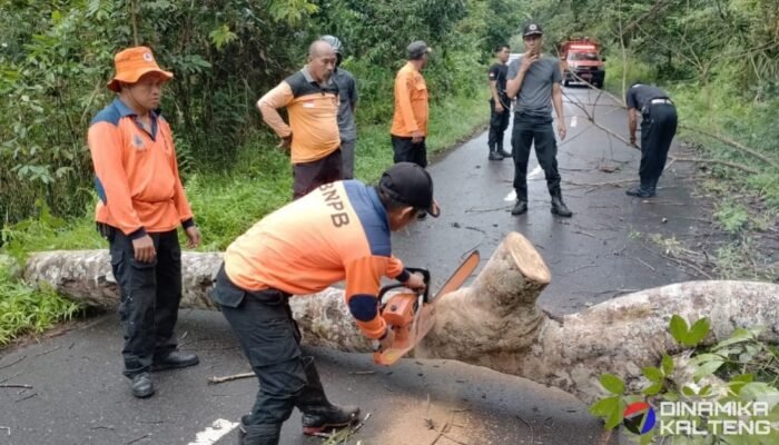 BPBD Barsel Antisipasi Kecelakaan dengan Pemotongan Pohon di Jalan Barito Raya