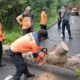 Tim BPBD Barito Selatan sedang melakukan pemotongan pohon tumbang di Jalan Barito Raya untuk mengantisipasi kecelakaan lalu lintas. Langkah cepat ini diambil sebagai respons atas laporan warga terkait pohon yang membahayakan pengguna jalan. (foto: DINAMIKA KALTENG/mas)