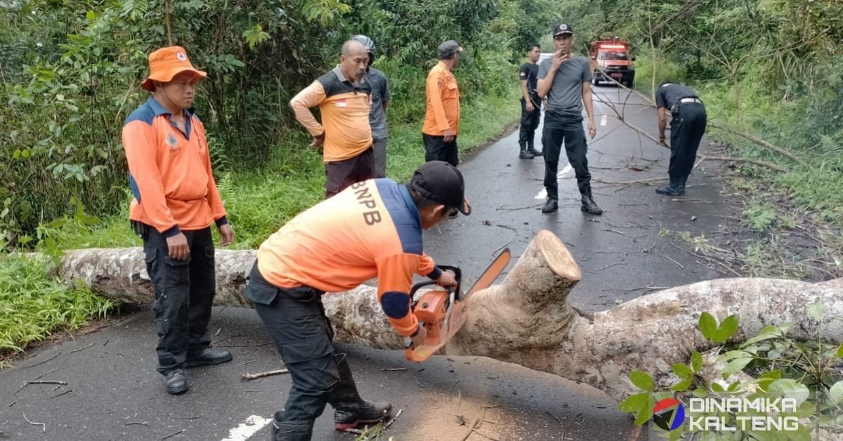 Tim BPBD Barito Selatan sedang melakukan pemotongan pohon tumbang di Jalan Barito Raya untuk mengantisipasi kecelakaan lalu lintas. Langkah cepat ini diambil sebagai respons atas laporan warga terkait pohon yang membahayakan pengguna jalan. (foto: DINAMIKA KALTENG/mas)
