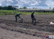 Sukseskan Ketahanan Pangan, Satgas TMMD Ke-125 Kodim 1012/Buntok Buat Bedengan