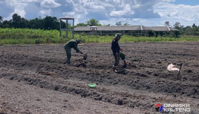 Sukseskan Ketahanan Pangan, Satgas TMMD Ke-125 Kodim 1012/Buntok Buat Bedengan