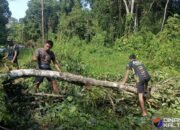 Bersihkan Rute Jalan, Satgas TMMD dan Warga Tebang Pohon yang Menghalangi Akses