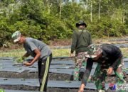 Prajurit TMMD Tanam Bibit Sayuran Di Lahan Ketahanan Pangan