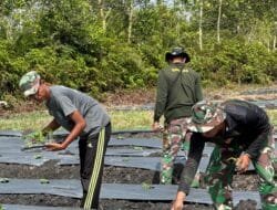 Prajurit TMMD Tanam Bibit Sayuran Di Lahan Ketahanan Pangan