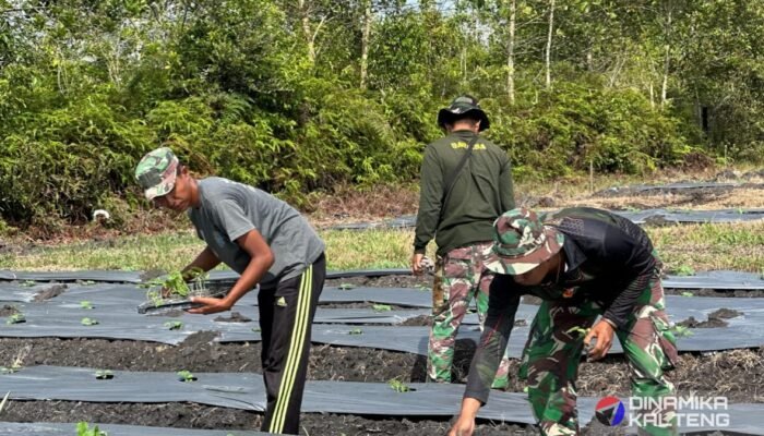 Prajurit TMMD Tanam Bibit Sayuran Di Lahan Ketahanan Pangan