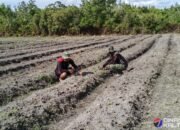 Rawat Kebun Buah, Satgas TMMD Ke-124 Kodim 1012/Buntok Dukung Ketahanan Pangan