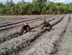 Rawat Kebun Buah, Satgas TMMD Ke-124 Kodim 1012/Buntok Dukung Ketahanan Pangan