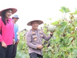 Panen Melon, Polres Barsel Perkuat Ketahanan Pangan Lewat Kemitraan Tani