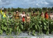 Wabup Barsel Panen Raya Terong Ungu dan Serahkan Alsintan di Desa Pamangka