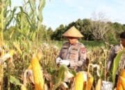 Dukung Swasembada Pangan 2026, Polres Barito Selatan Panen Raya Jagung 54,5 Ton