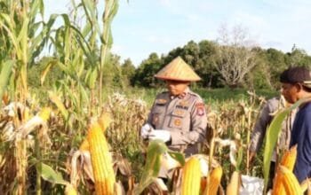 Dukung Swasembada Pangan 2026, Polres Barito Selatan Panen Raya Jagung 54,5 Ton