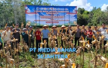 Panen Raya Jagung di Barito Selatan Tembus Puluhan Ton, Polres Gandeng Petani Wujudkan Ketahanan Pangan