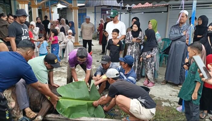 Semangat Kebersamaan Idul Adha, Jamaah Langgar Al Hasanah Jl Kaladan Sembelih Sapi Kurban untuk Seluruh Warga