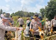 Polres Barito Selatan Panen Raya Jagung, Perkuat Ketahanan Pangan Nasional di Desa Mangaris