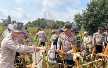 Polres Barito Selatan Panen Raya Jagung, Perkuat Ketahanan Pangan Nasional di Desa Mangaris
