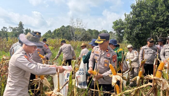 Polres Barito Selatan Panen Raya Jagung, Perkuat Ketahanan Pangan Nasional di Desa Mangaris